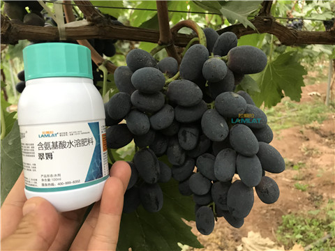 鈣肥，翠姆，拉姆拉