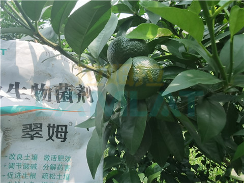 微生物菌劑，翠姆，拉姆拉