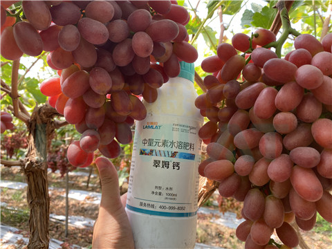 鈣肥，拉姆拉，翠姆