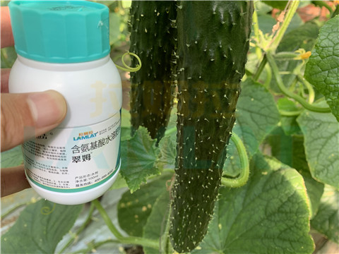 水溶肥，拉姆拉，翠姆