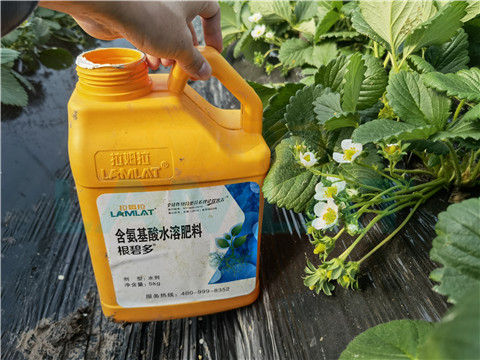 水溶肥，拉姆拉，翠姆