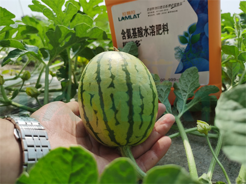水溶肥，拉姆拉，翠姆