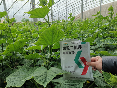 水溶肥，翠姆，拉姆拉