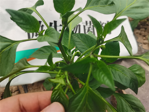 水溶肥，翠姆，拉姆拉