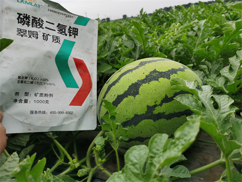 水溶肥，翠姆，拉姆拉