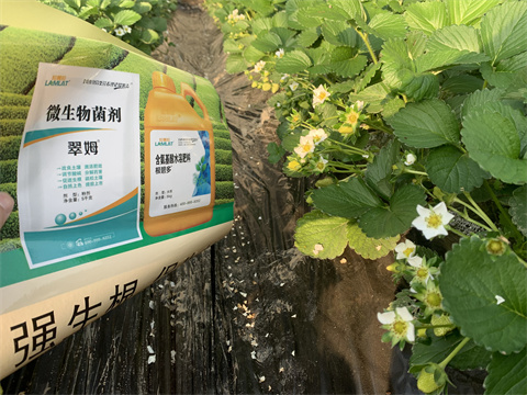 水溶肥價格，翠姆，草莓水溶肥