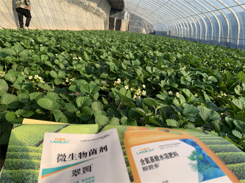 水溶肥價格，翠姆，草莓水溶肥