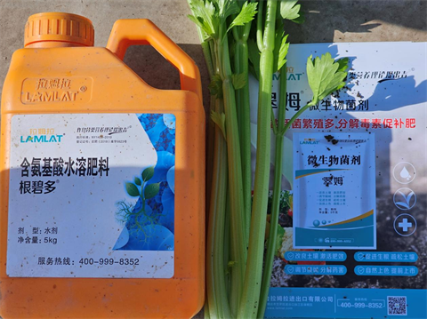 水溶肥廠(chǎng)家,芹菜種植,拉姆拉